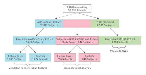 The figure above shows the study cohort structure for the Center for Applied Genomics, with 56,835 subjects overall. One analytical method was the Mendelian randomization approach (blue), an epidemiological method that utilizes measured variation in genes of known function to examine the possible disease cause-effect in non-experimental studies. The other method was observational cross-sectional analysis (pink), which involves data from a specific point in time collected from a population or subset. Vitamin D data from a genome-wide association study appears in green.
